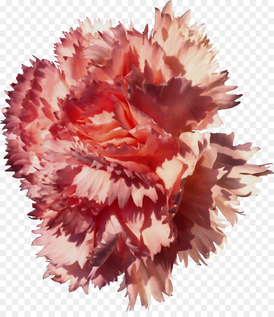 Flor，Cravo PNG