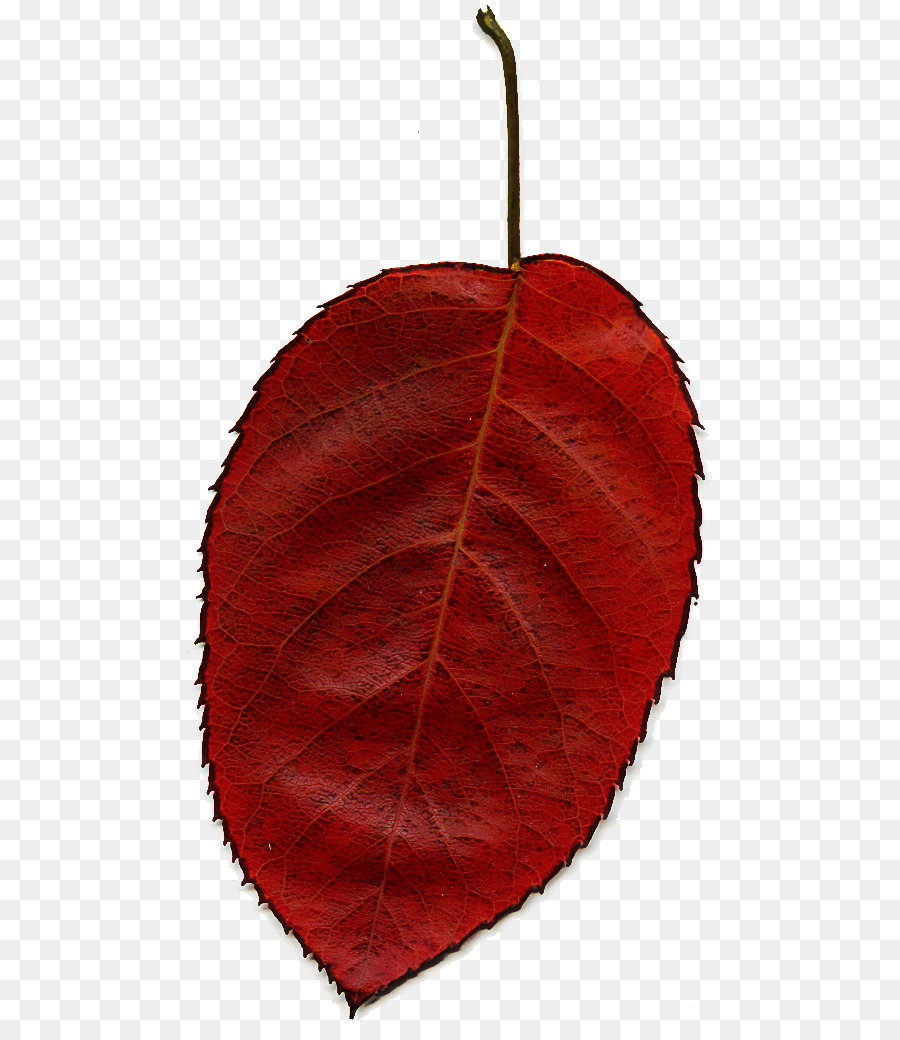 Folha，Vermelho PNG