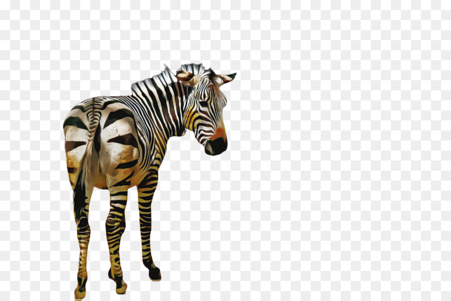 Zebra，A Vida Selvagem PNG