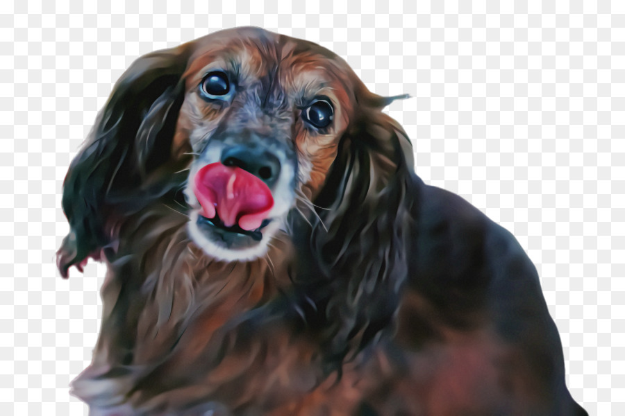 Cachorro，Cão De Companhia PNG