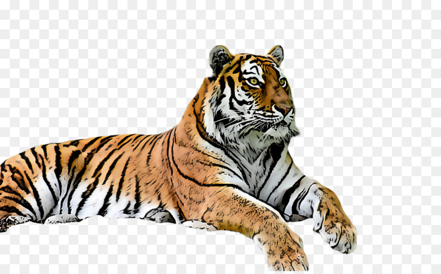 Tigre，A Vida Selvagem PNG
