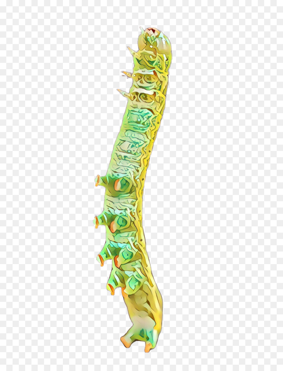 Caterpillar，Larva PNG