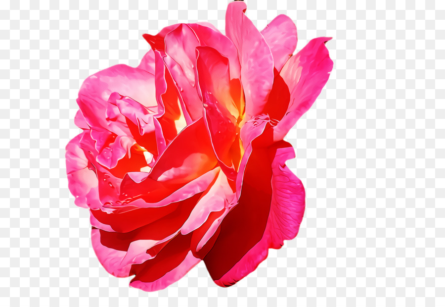 Flor Rosa，Florescer PNG