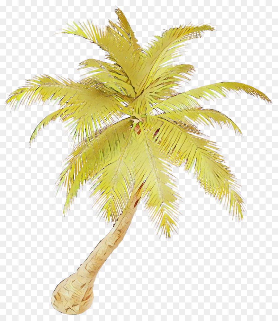 árvore，Palmeira PNG