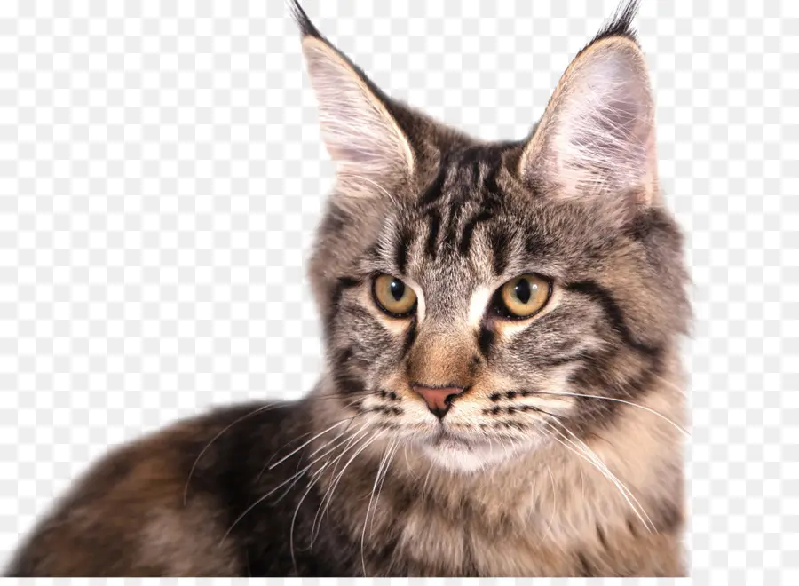 Gato，Pequenas E Médias Gatos PNG