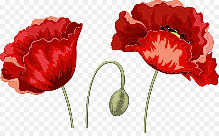 Vermelho，Flor PNG