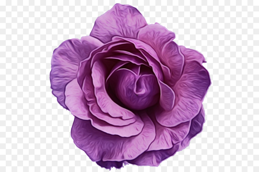 Flor Rosa，Florescer PNG