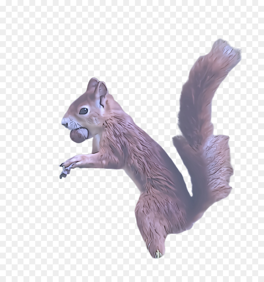 Esquilo，Fox Esquilo PNG
