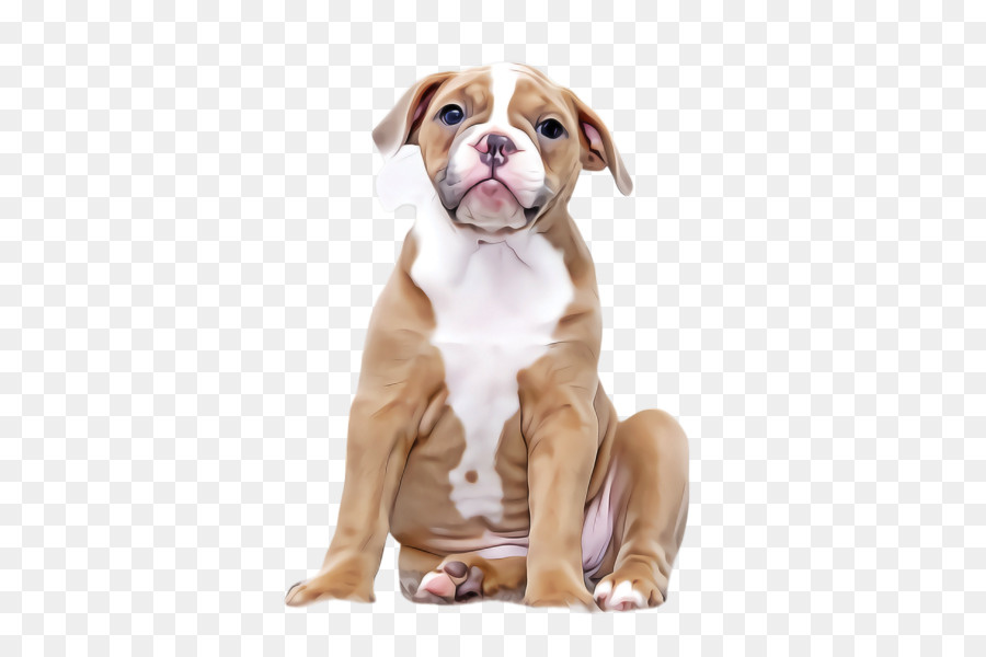 Cachorro，Filhote De Cachorro PNG