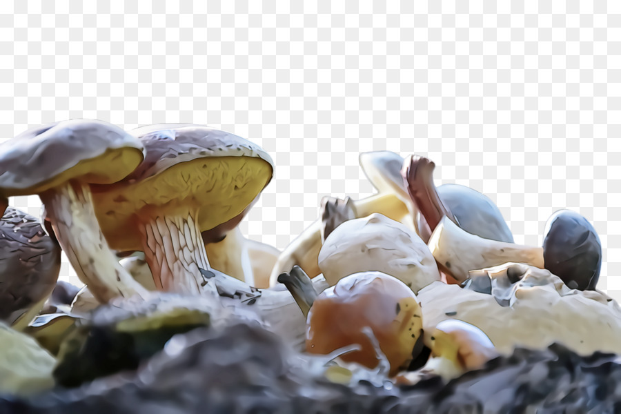 Cogumelo Champignon，Cogumelo PNG