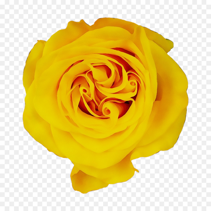 Rosa Branca，Florescer PNG