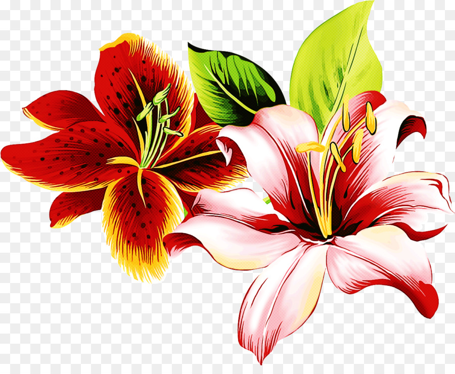 Flor，Lily PNG