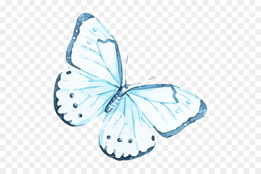 Бело голубые бабочки. Голубые бабочки на белом фоне. Бабочки бело голубые. Голубая бабочка на прозрачном фоне. Бабочки бледно голубые.