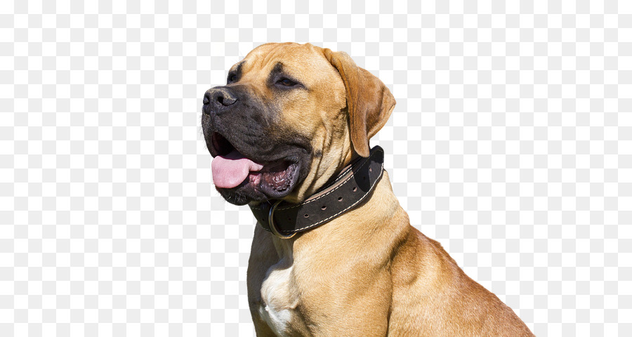 Cachorro，Boerboel PNG