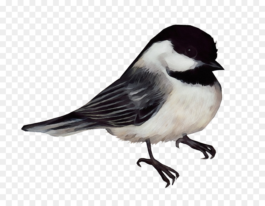 Aves，Chapim Preto Tapado PNG