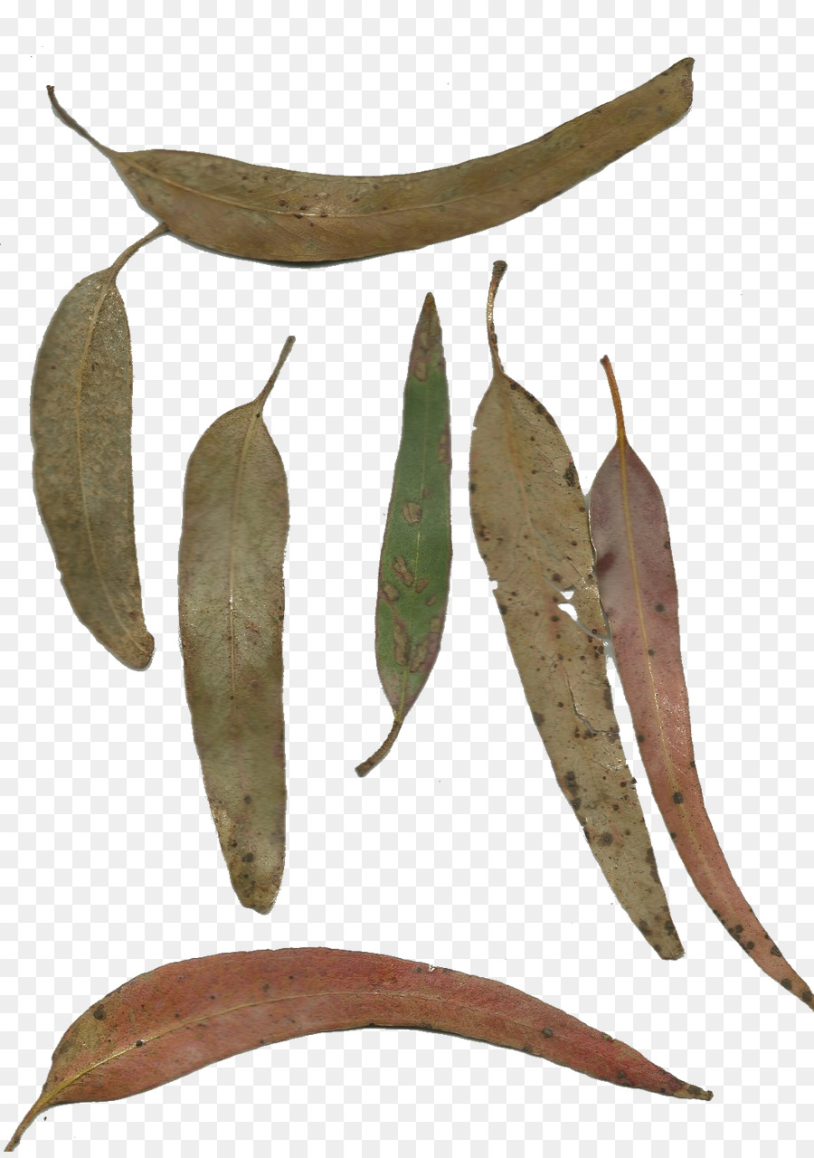 Planta，Folha PNG