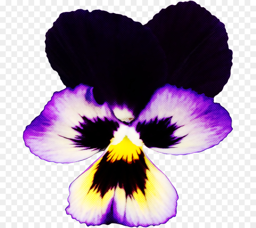 Flor Roxa，Florescer PNG