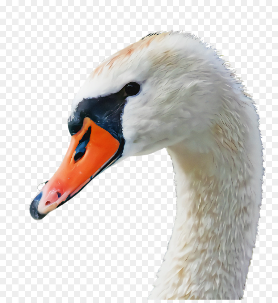 Cabeça De Cisne，Pássaro PNG