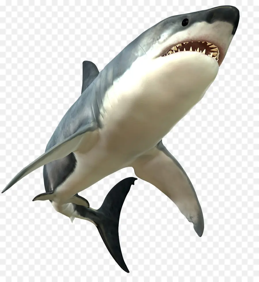 Grande Tubarão Branco，Tubarão PNG