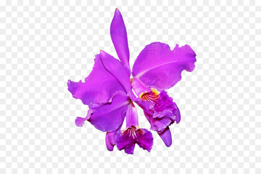 Flor，Cattleya Labiata PNG