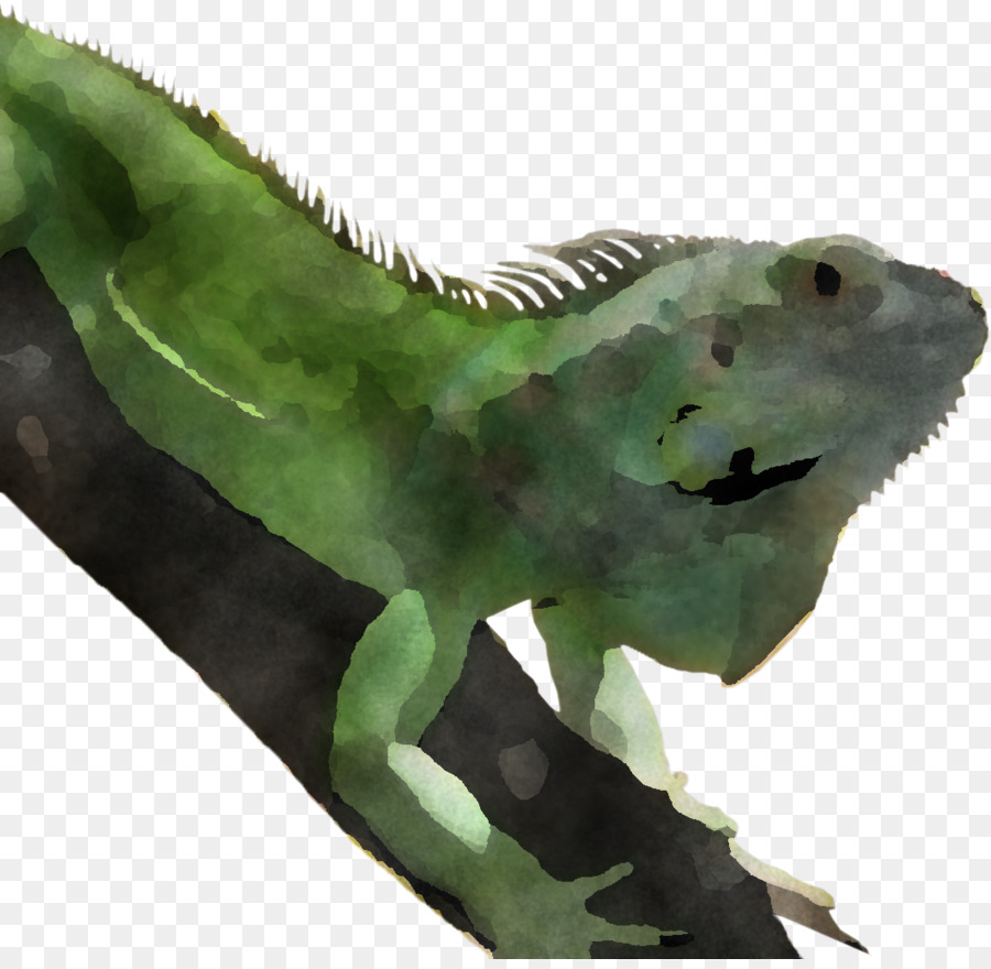 Iguana Verde，Iguana PNG