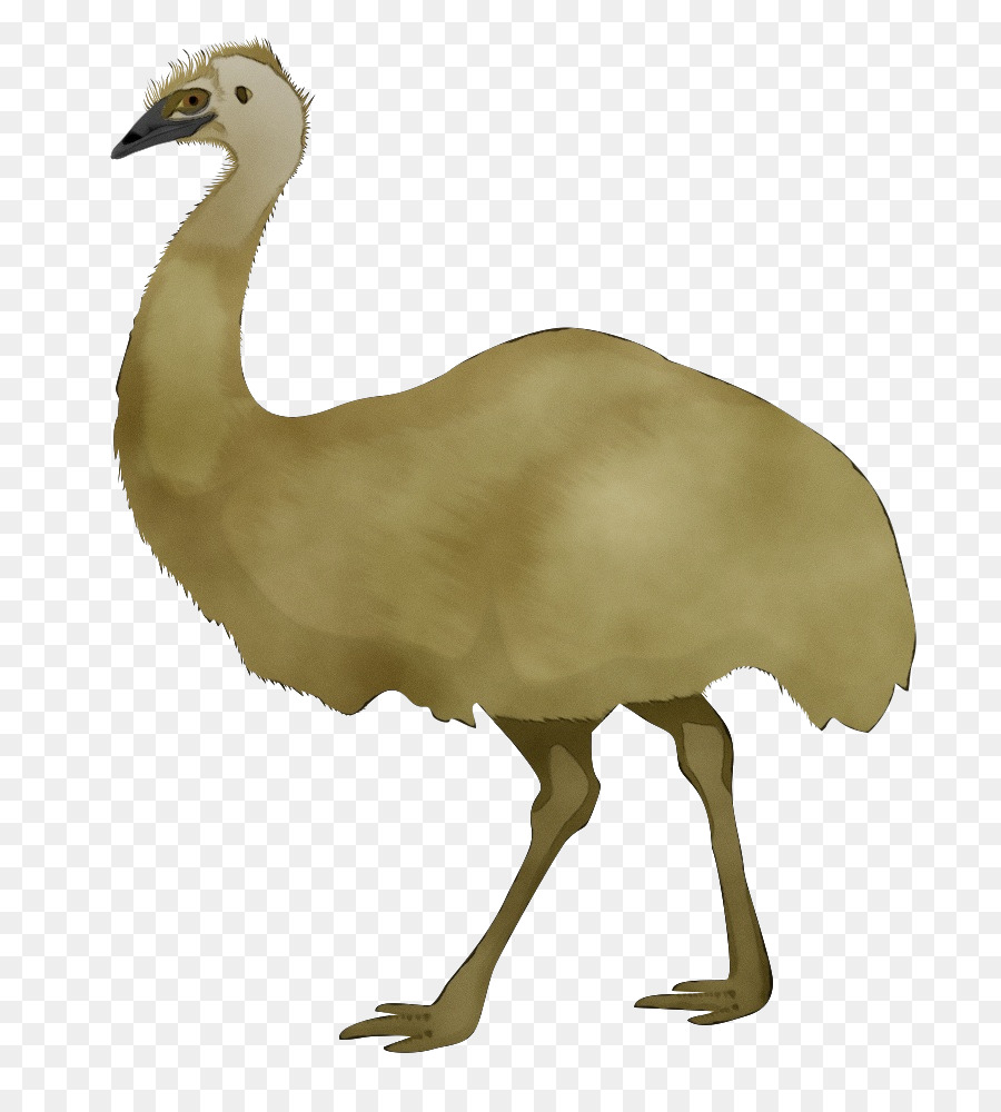 Ave，Aves PNG