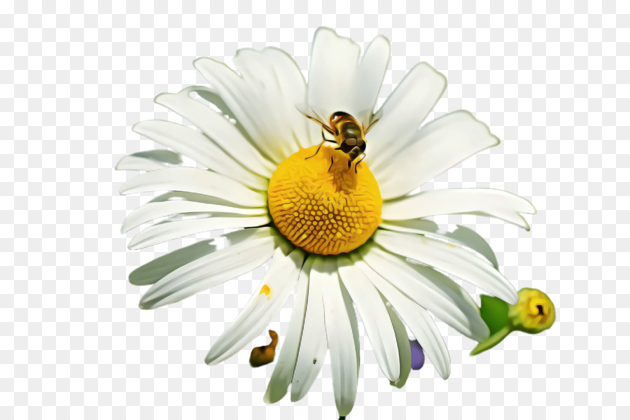 Oxeye Daisy，Margarida PNG