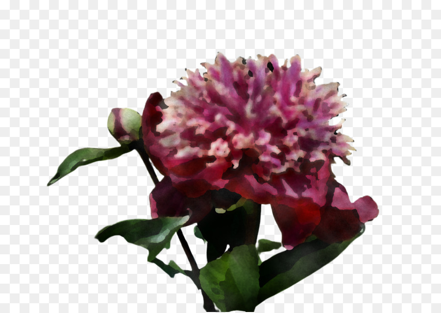 Flor Roxa，Florescer PNG