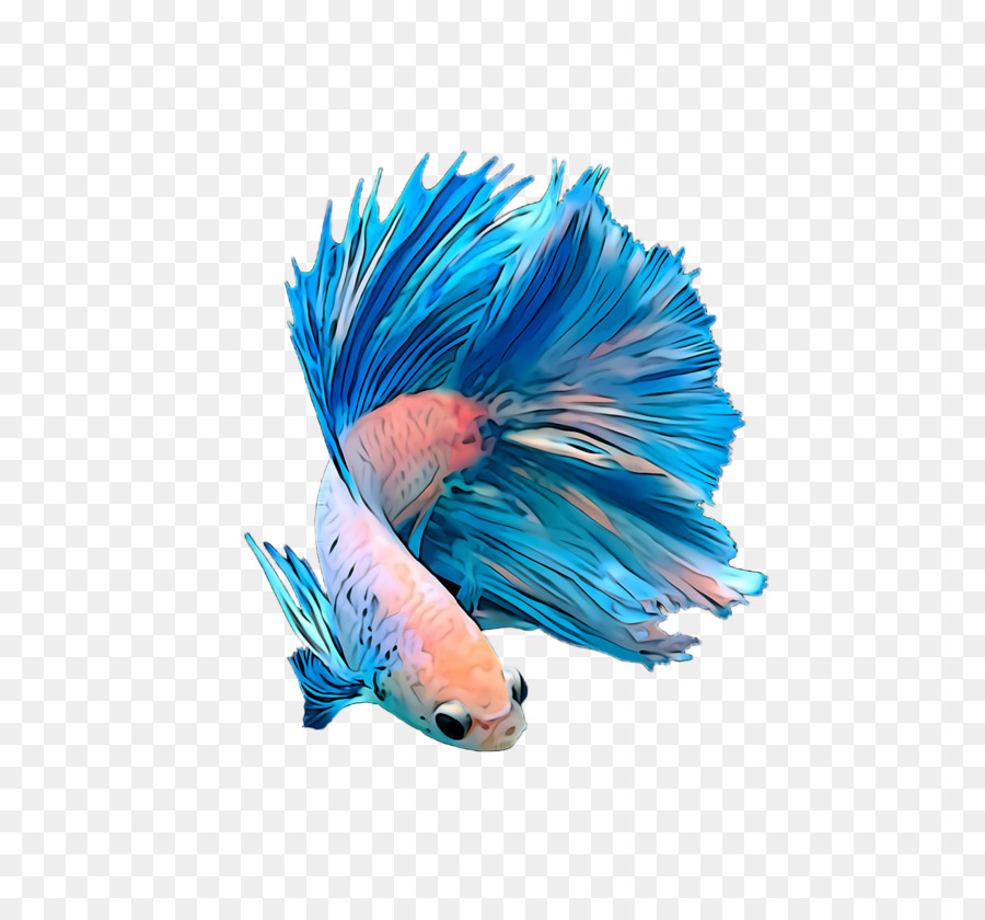 Peixe，Betta PNG