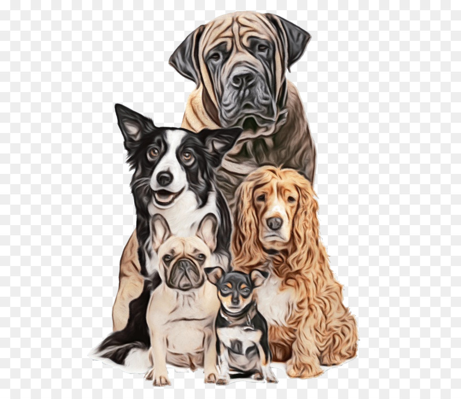 Cachorro，Great Dane PNG