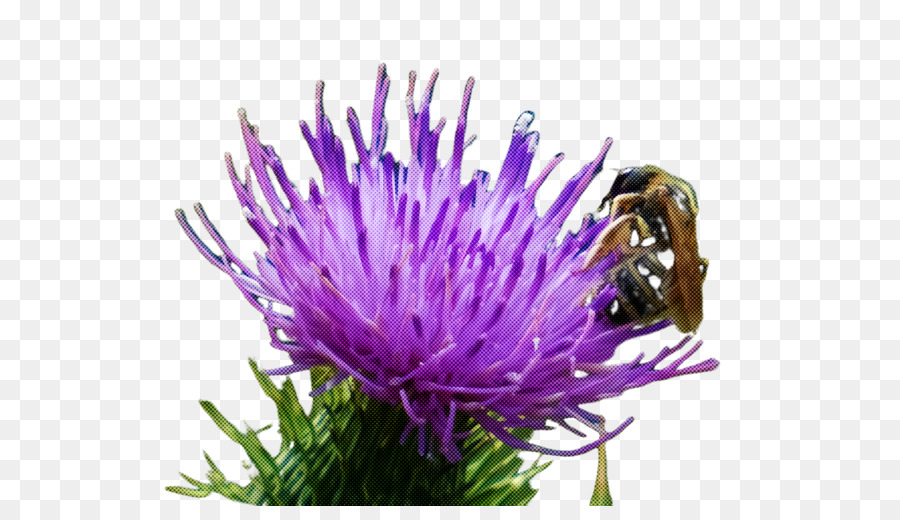 Cardo De Pântano Europeu，Thistle PNG