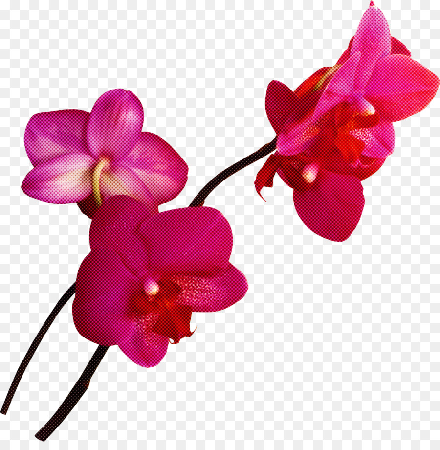 Flores Amarelas，Florescer PNG