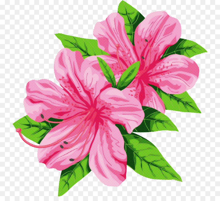 Flores Cor De Rosa，Florescer PNG