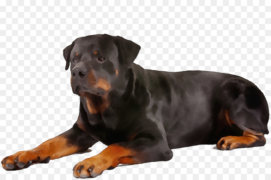 Cachorro，Rottweiler PNG