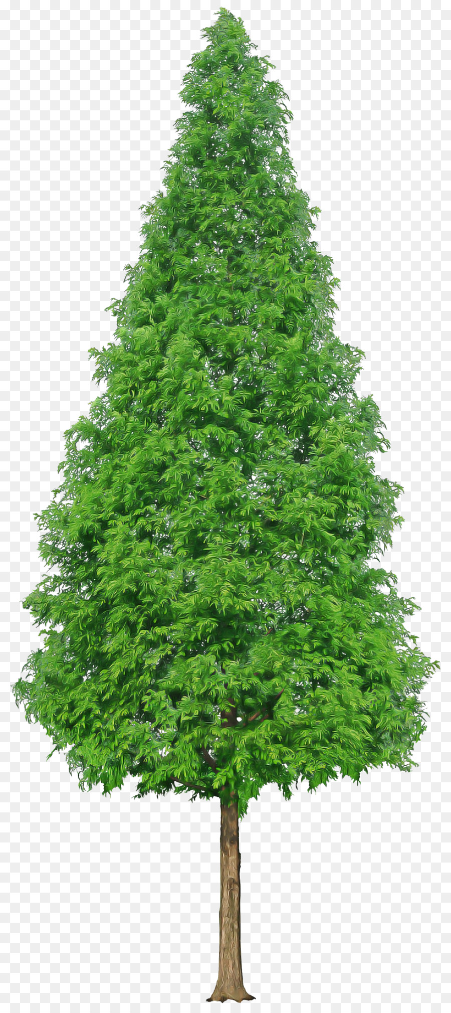 Árvore Verde，Natureza PNG