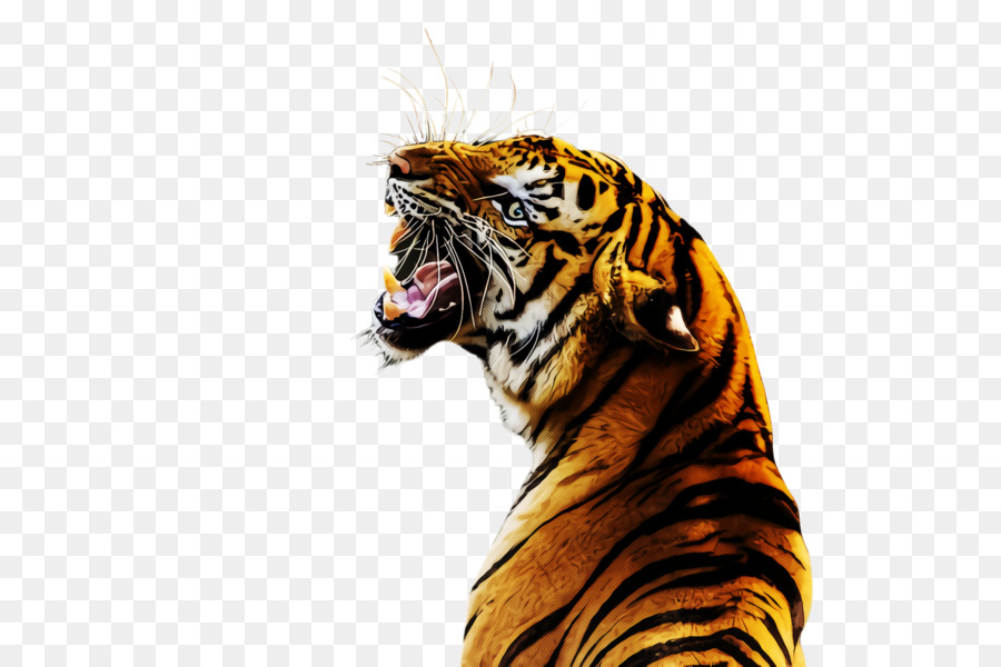 Tigre，Tigre De Bengala PNG