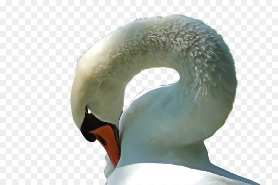 Swan，Pescoço PNG