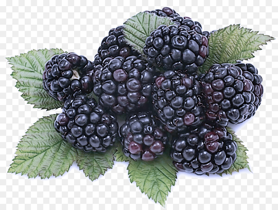 Blackberry，Berry PNG