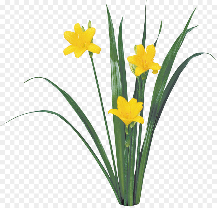 Narcisos Amarelos，Primavera PNG