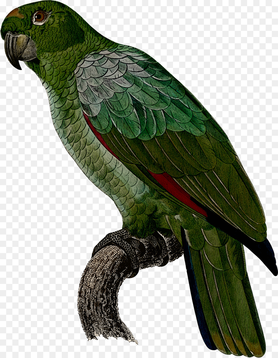 Aves，Papagaio PNG