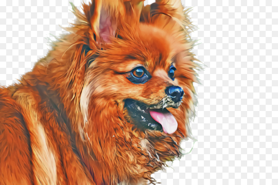 Cachorro，Pomeranian PNG