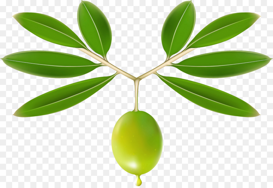 Planta，Folha PNG