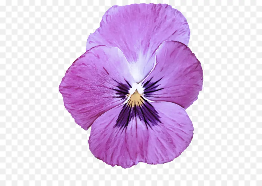 Flor，Violeta PNG