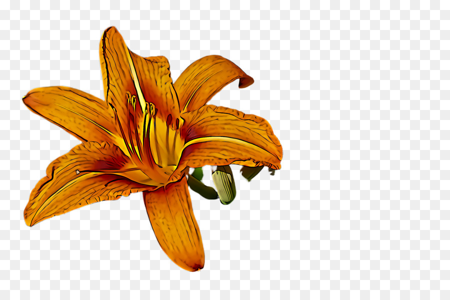 Lily，Hemerocallis PNG