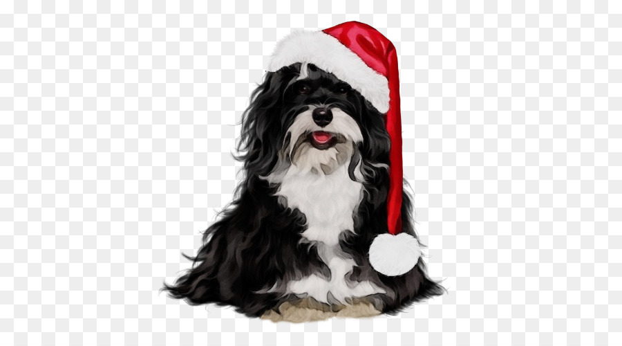 Cachorro，Shih Tzu PNG