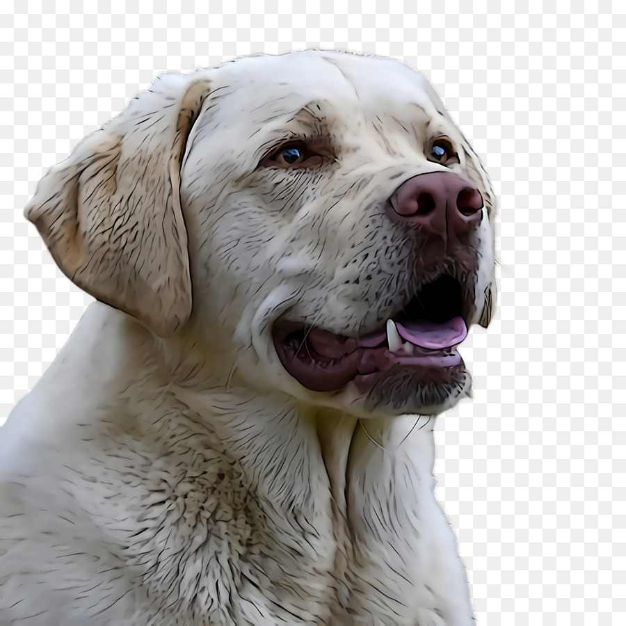 Cachorro，Labrador Retriever PNG