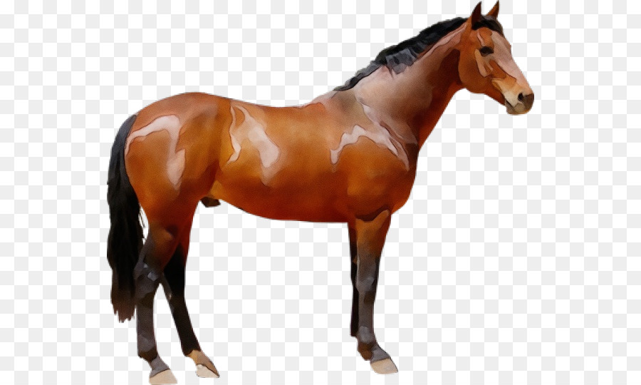 Cavalo，Equino PNG