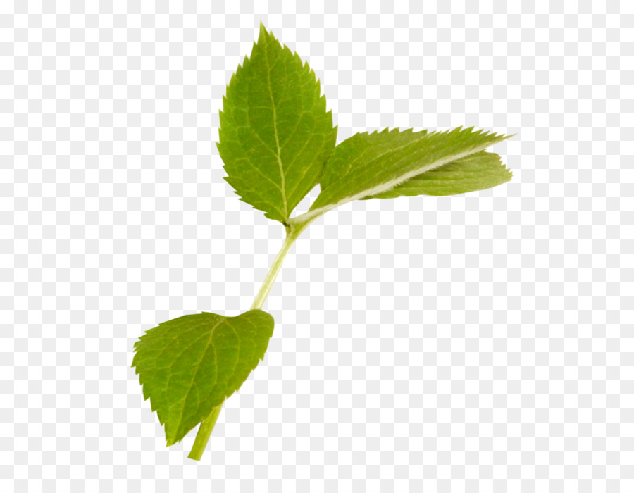 Folha，Planta PNG