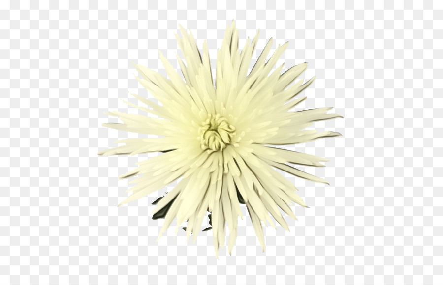 Flores Brancas，Florescer PNG