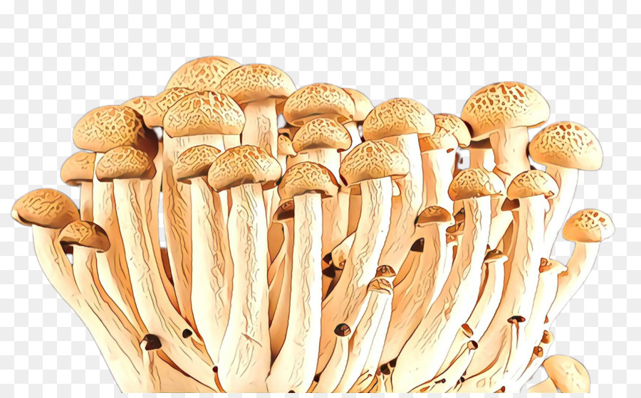 Cogumelo，Pleurotus Eryngii PNG